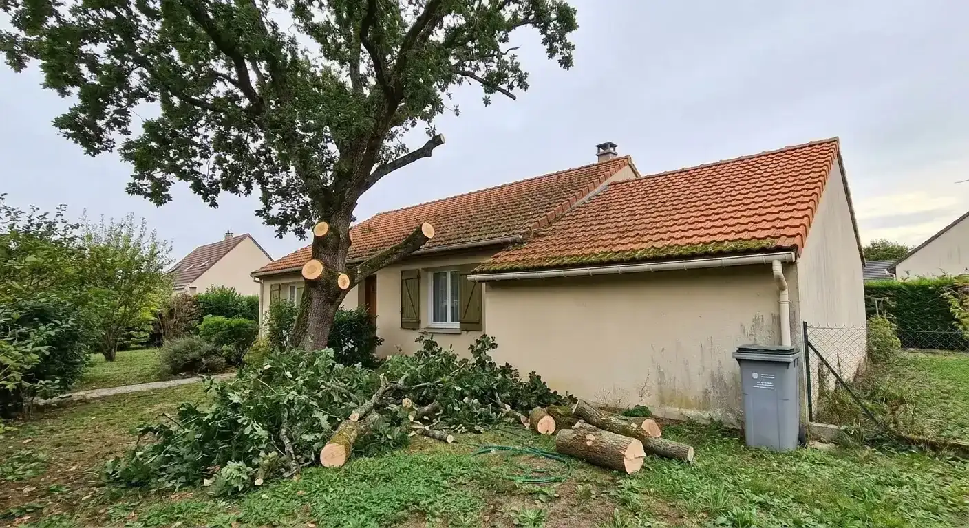 Le même chêne après la coupe&nbsp;: toiture dégagée, bois débité au sol